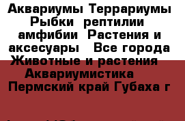 Аквариумы.Террариумы.Рыбки, рептилии, амфибии. Растения и аксесуары - Все города Животные и растения » Аквариумистика   . Пермский край,Губаха г.